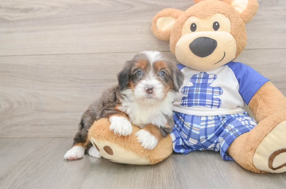 5 week old Mini Bernedoodle Puppy For Sale - Seaside Pups