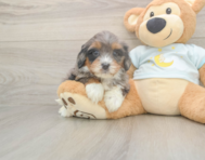 6 week old Mini Bernedoodle Puppy For Sale - Seaside Pups