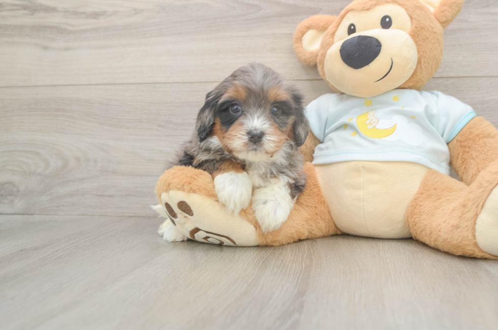 5 week old Mini Bernedoodle Puppy For Sale - Seaside Pups