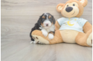 Playful Mini Bernesepoo Poodle Mix Puppy