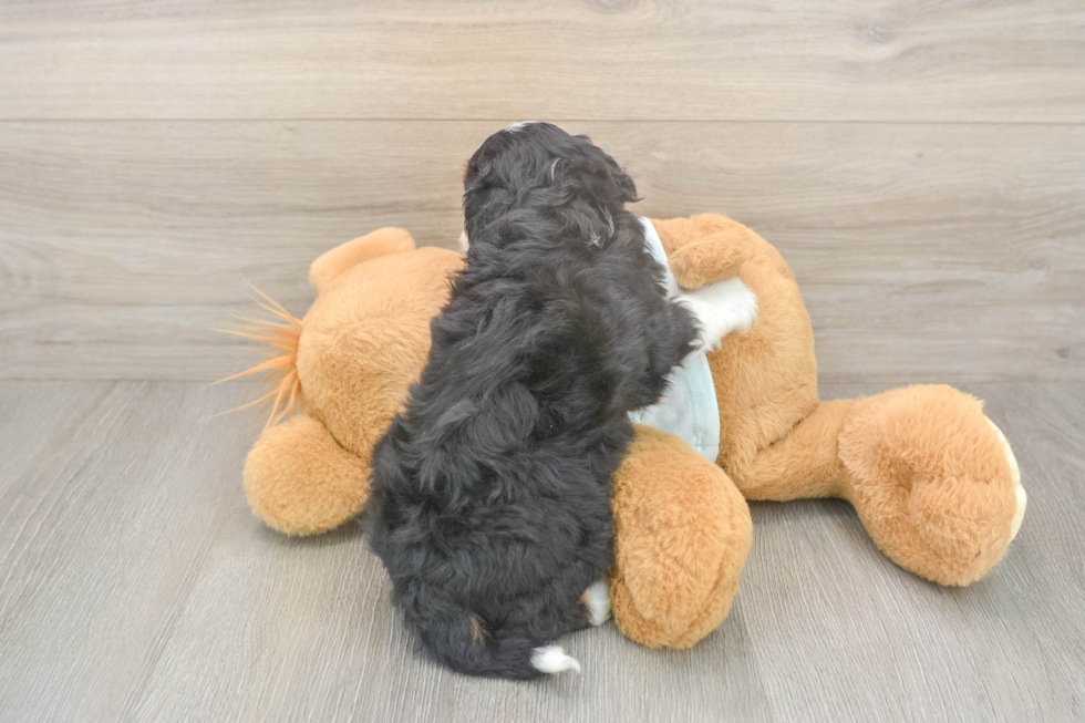 Petite Mini Bernedoodle Poodle Mix Pup