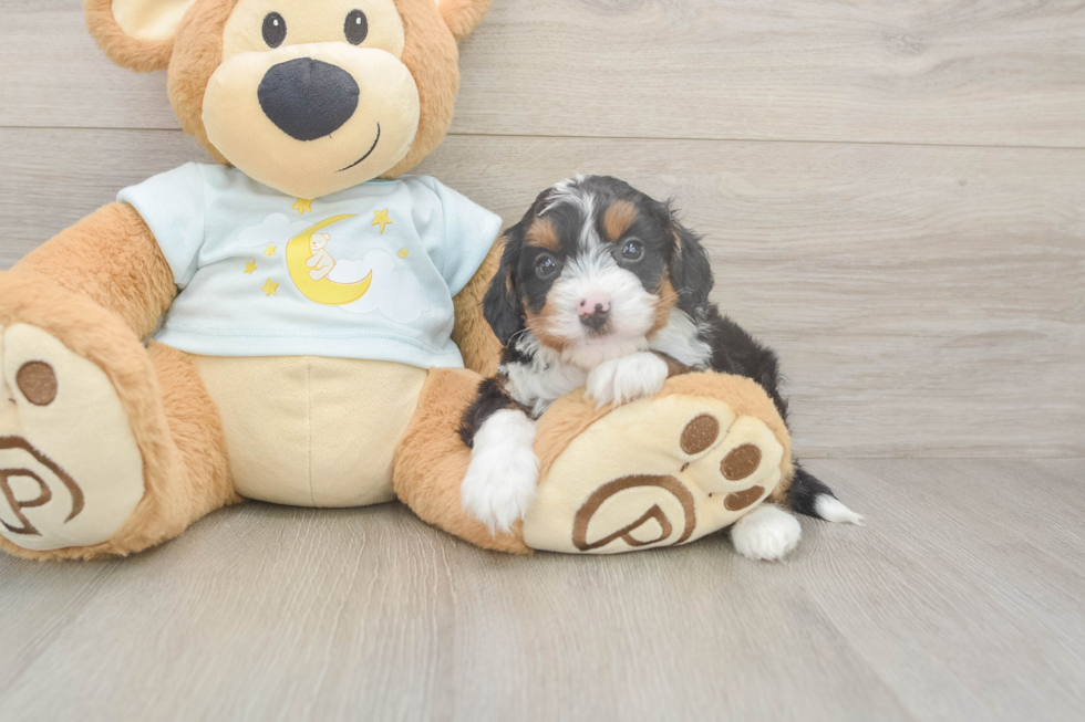 Mini Bernedoodle Pup Being Cute