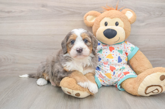 Petite Mini Bernedoodle Poodle Mix Pup