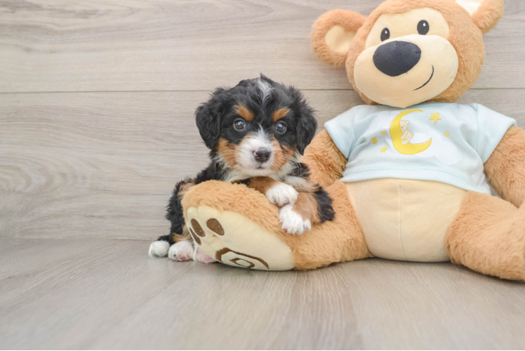 Mini Bernedoodle Puppy for Adoption