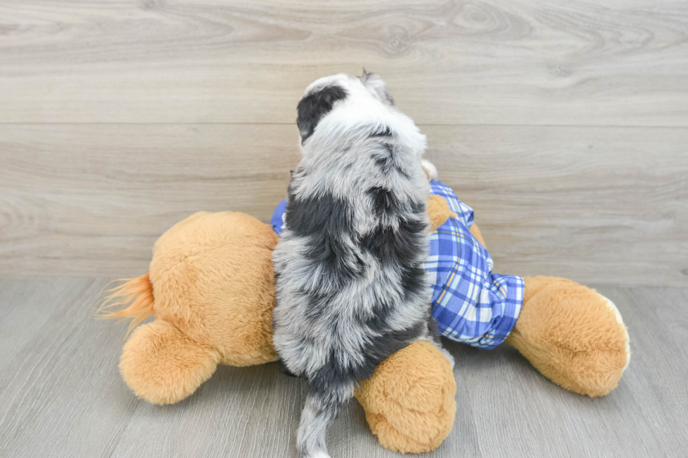 Hypoallergenic Mini Bernese Poodle Poodle Mix Puppy