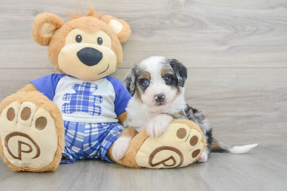Playful Mini Berniedoodle Poodle Mix Puppy