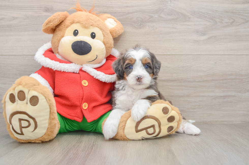 5 week old Mini Bernedoodle Puppy For Sale - Seaside Pups