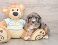 6 week old Mini Bernedoodle Puppy For Sale - Seaside Pups