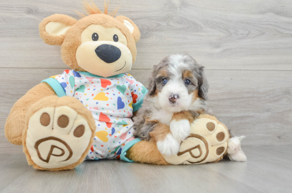 6 week old Mini Bernedoodle Puppy For Sale - Seaside Pups