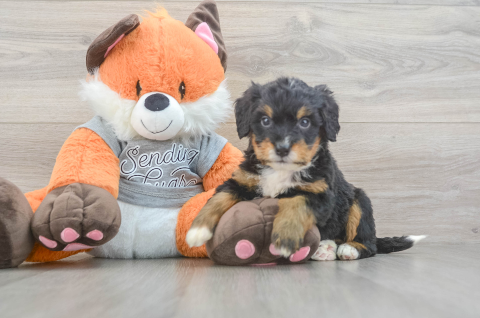 5 week old Mini Bernedoodle Puppy For Sale - Seaside Pups