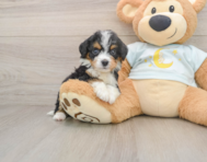 8 week old Mini Bernedoodle Puppy For Sale - Seaside Pups