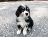 8 week old Mini Bernedoodle Puppy For Sale - Seaside Pups