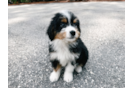 Cute Mini Bernedoodle Baby