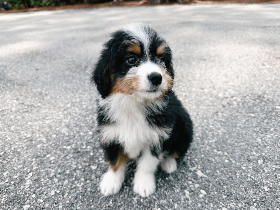 Cute Mini Bernedoodle Baby