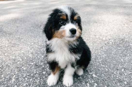 Cute Mini Bernedoodle Poodle Mix Pup