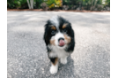 Mini Bernedoodle Puppy for Adoption