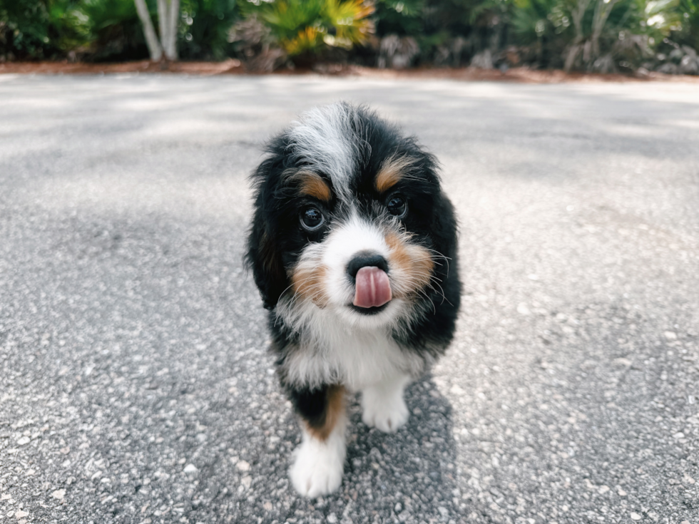 Mini Bernedoodle Puppy for Adoption