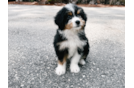 Mini Bernedoodle Pup Being Cute