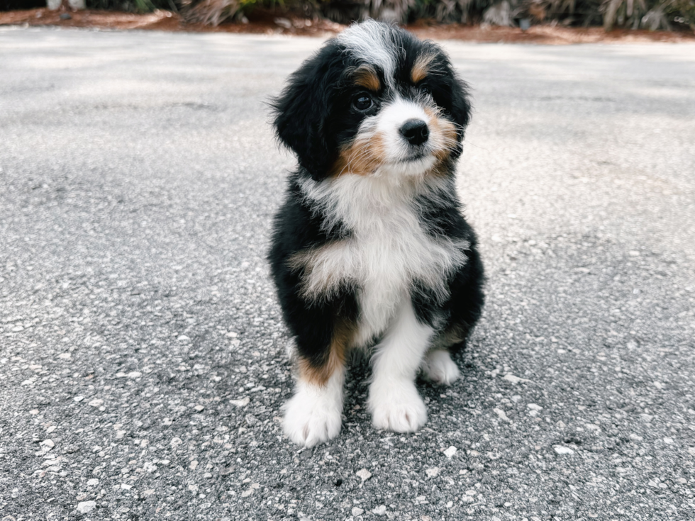 Mini Bernedoodle Pup Being Cute