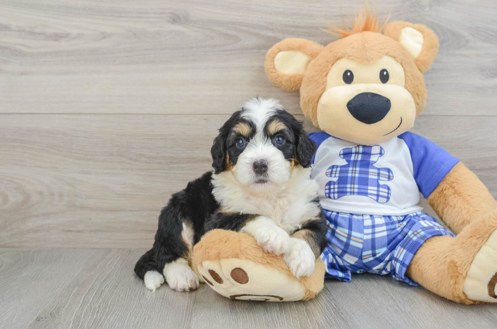 7 week old Mini Bernedoodle Puppy For Sale - Seaside Pups