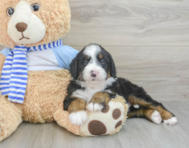 6 week old Mini Bernedoodle Puppy For Sale - Seaside Pups