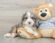 7 week old Mini Bernedoodle Puppy For Sale - Seaside Pups