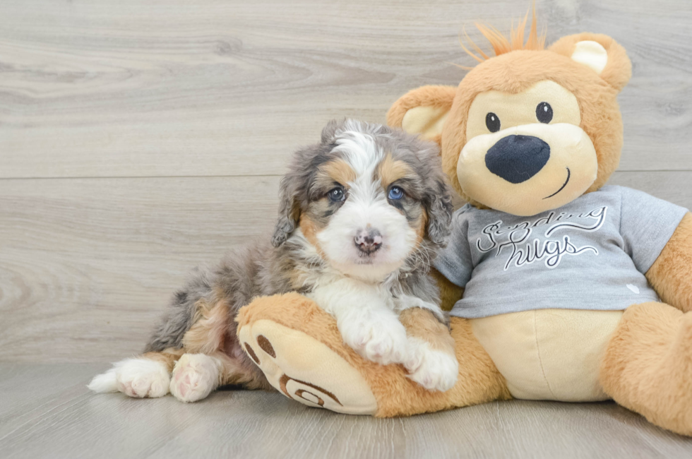 7 week old Mini Bernedoodle Puppy For Sale - Seaside Pups
