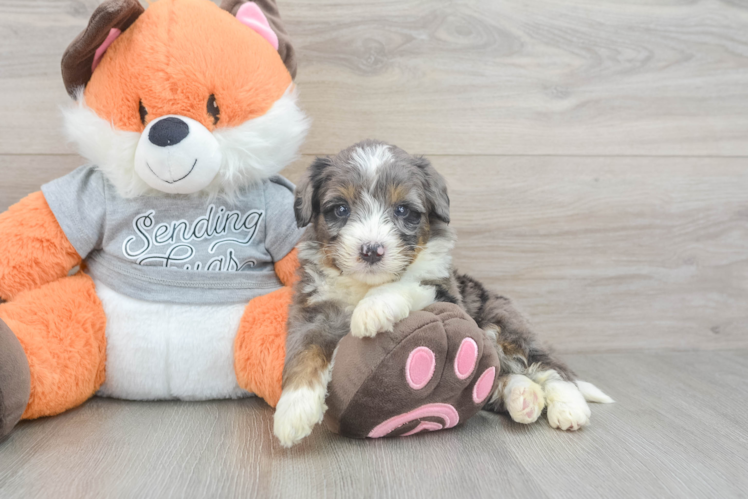Mini Bernedoodle Pup Being Cute
