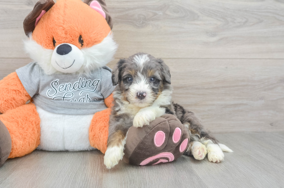 4 week old Mini Bernedoodle Puppy For Sale - Seaside Pups