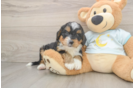 Mini Bernedoodle Puppy for Adoption