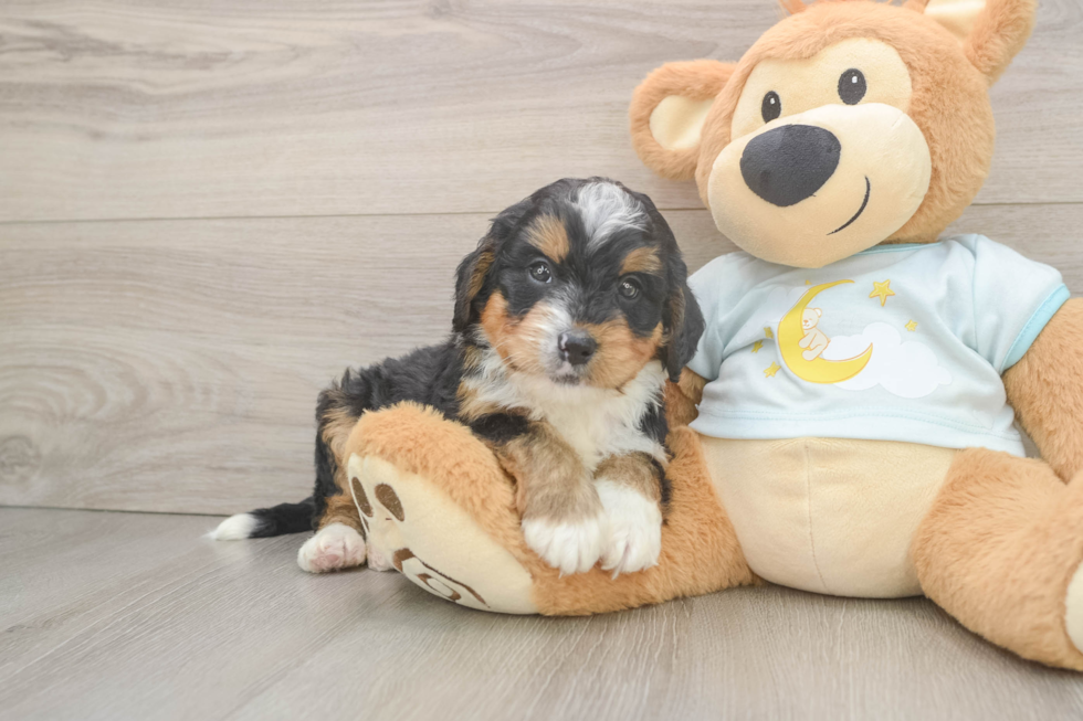 Mini Bernedoodle Puppy for Adoption