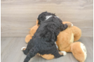 Best Mini Bernedoodle Baby