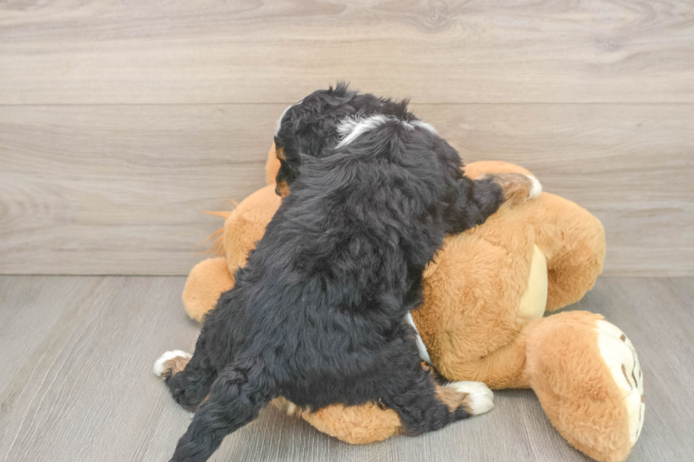Best Mini Bernedoodle Baby