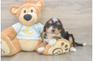 Adorable Mini Bernese Poodle Poodle Mix Puppy