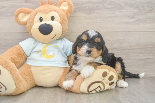 Adorable Mini Bernese Poodle Poodle Mix Puppy