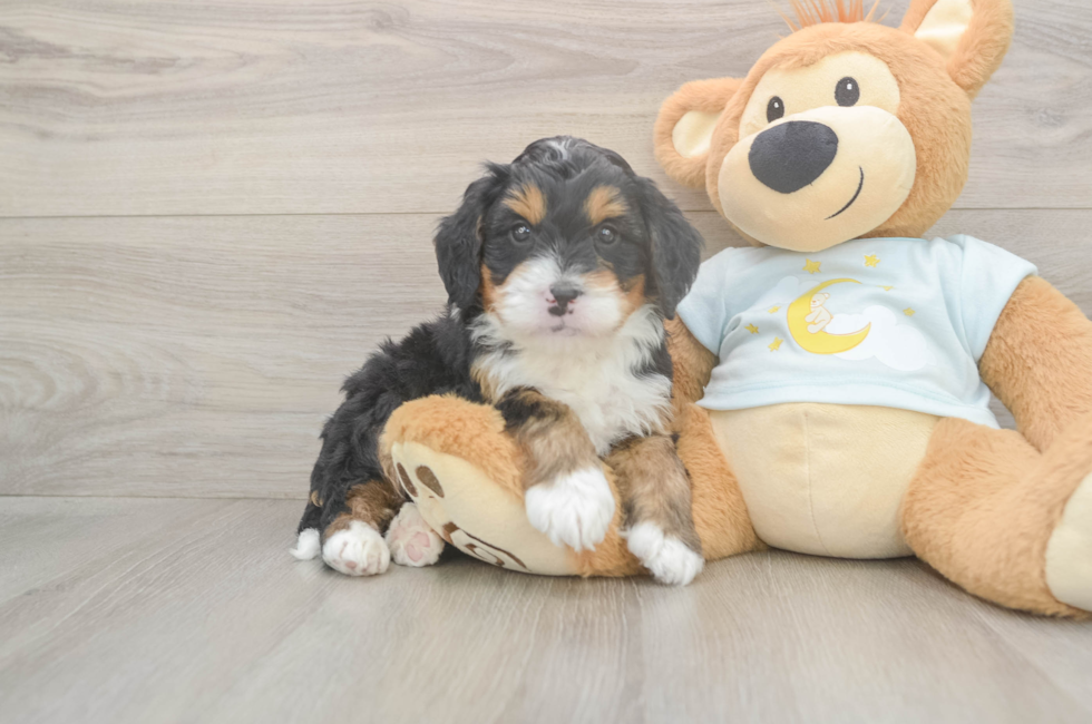 5 week old Mini Bernedoodle Puppy For Sale - Seaside Pups