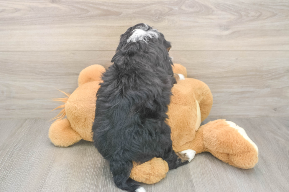 Smart Mini Bernedoodle Poodle Mix Pup