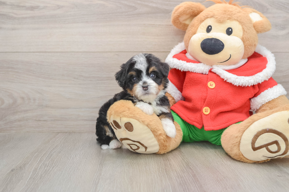 5 week old Mini Bernedoodle Puppy For Sale - Seaside Pups