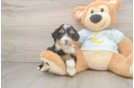 Best Mini Bernedoodle Baby