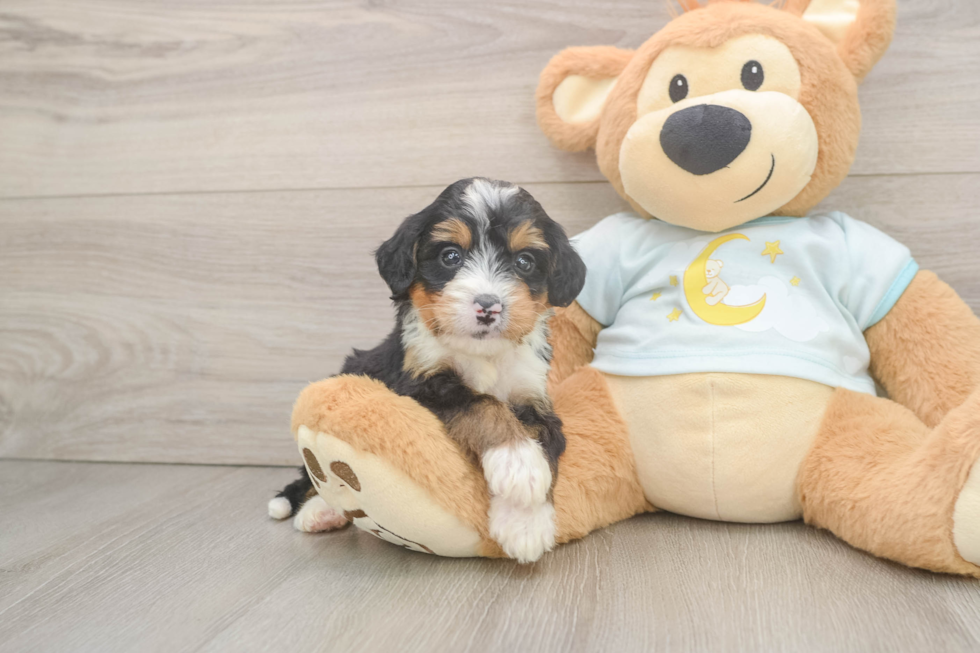 Best Mini Bernedoodle Baby