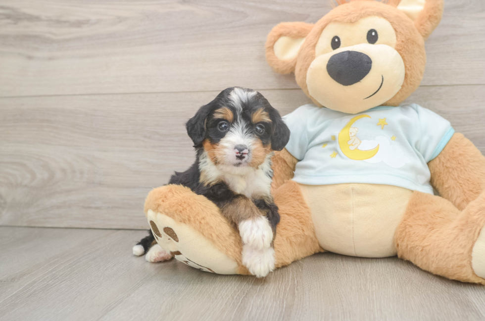 5 week old Mini Bernedoodle Puppy For Sale - Seaside Pups