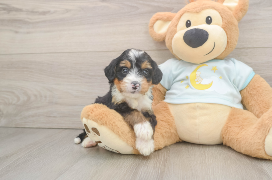 Best Mini Bernedoodle Baby