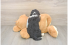 Best Mini Bernedoodle Baby