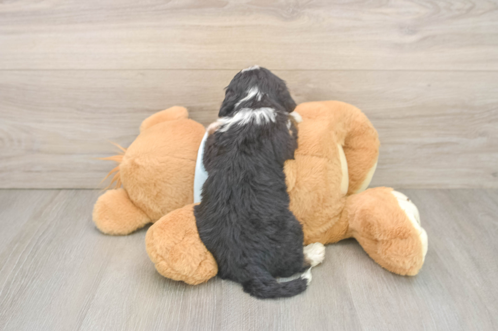 Best Mini Bernedoodle Baby