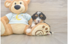 Mini Bernedoodle Pup Being Cute