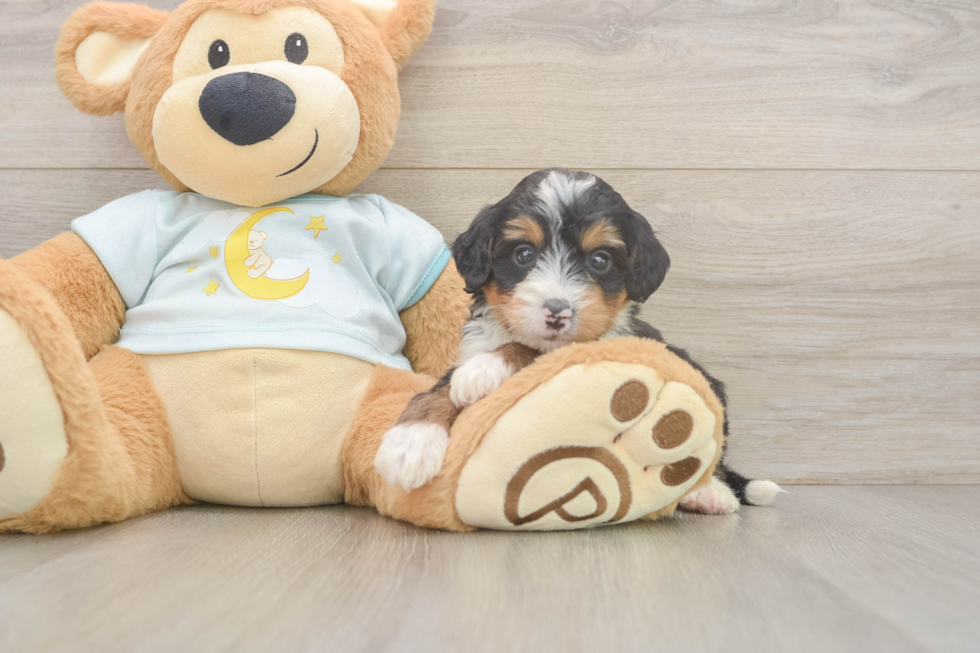 Mini Bernedoodle Pup Being Cute