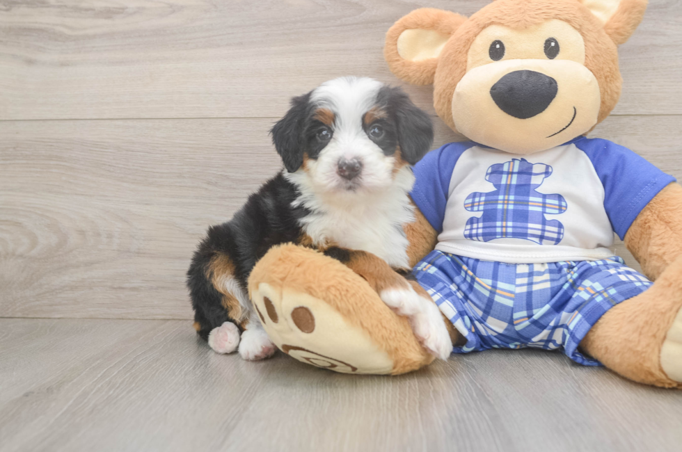 5 week old Mini Bernedoodle Puppy For Sale - Seaside Pups