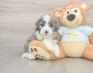 6 week old Mini Bernedoodle Puppy For Sale - Seaside Pups