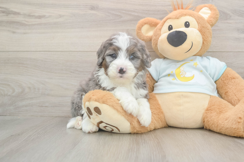 5 week old Mini Bernedoodle Puppy For Sale - Seaside Pups