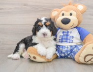 7 week old Mini Bernedoodle Puppy For Sale - Seaside Pups